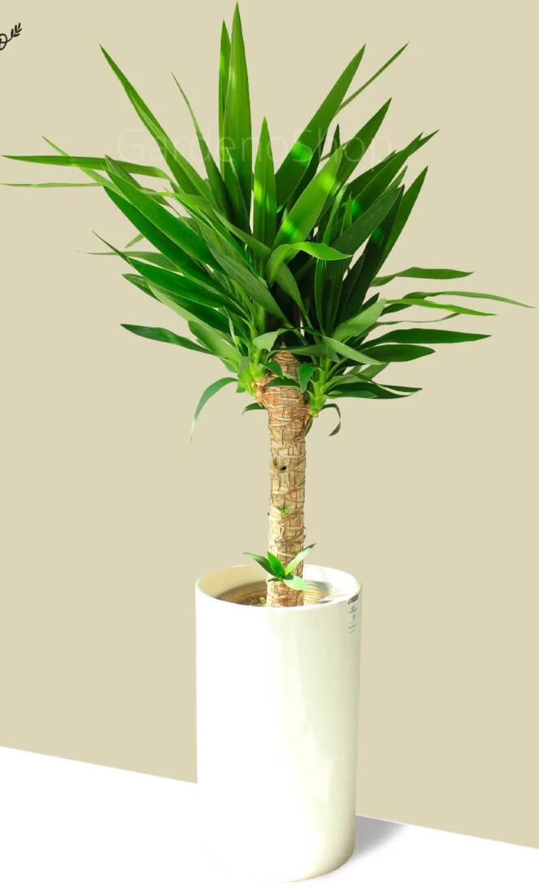 گل های زینتی