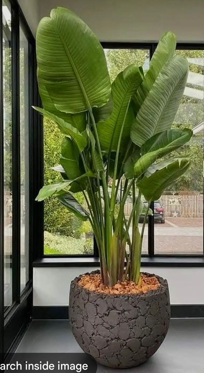 گل های زینتی