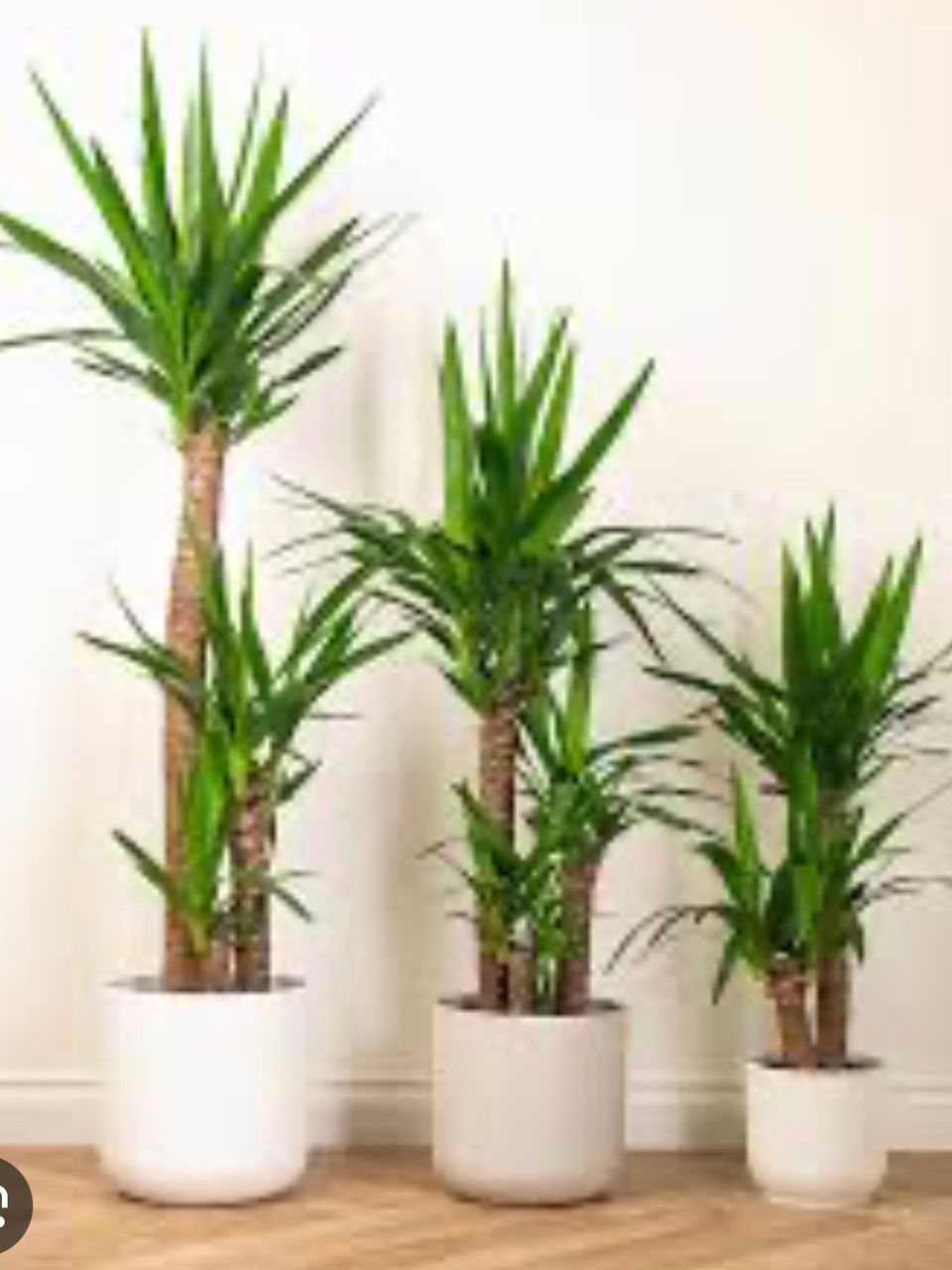 گل های زینتی