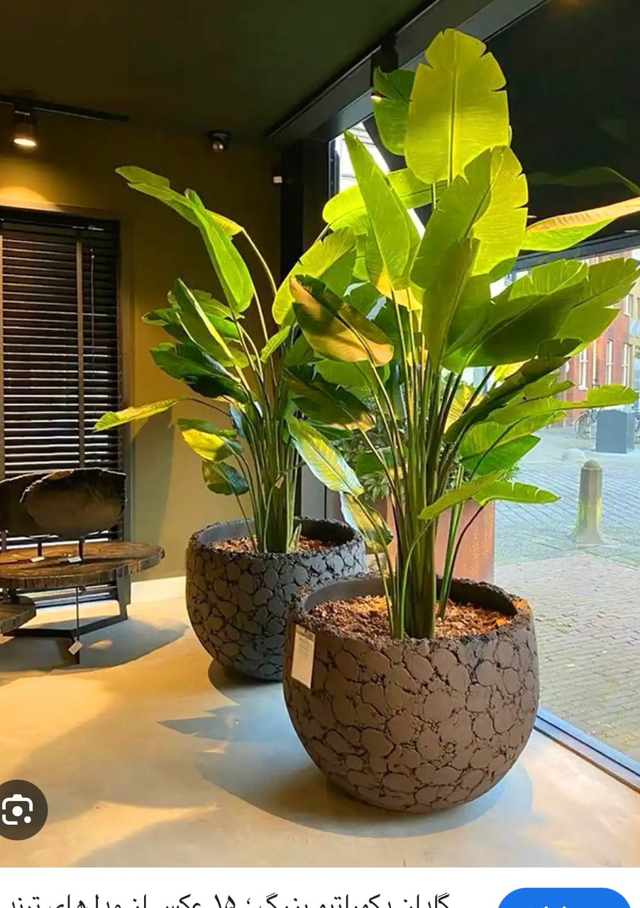 گل های زینتی